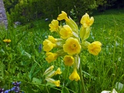 Dai ciliegi in fiore di PIAZZOLI (1183 m.) alla bella Madonnina dei CANTI (1563 m.) il 14 maggio 2013  - FOTOGALLERY